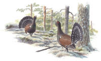 Nr.609 Tj�der (Tetrao urogallus)