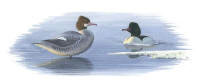Nr.60 Storskrake (Mergus merganser)