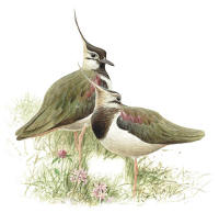 Nr.615 Tofsvipa (Vanellus vanellus)