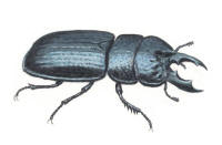 Nr.617 Svartoxe (Ceruchus chrysomelinus)