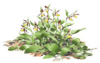 Nr.618 Guckusko (Cypripedium calceolus)