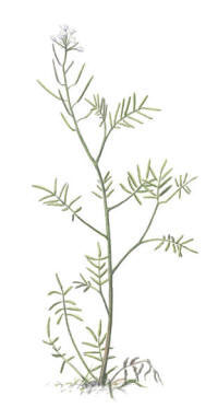 Nr.62 Strandbr�sma (Cardamine parviflora)