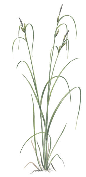 Nr.63 Vasstarr (Carex acuta)