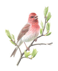 Nr.630 Rosenfink (Carpodacus erythrinus)
