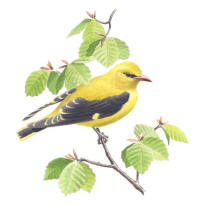 Nr.631 Sommargylling (Oriolus oriolus)
