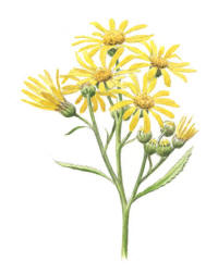 Nr.632 Gullst�nds (Senecio paludosus)