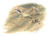 Nr.633 L�ngbensgroda (Rana dalmatina)