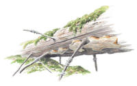 Nr.644 Gr�nsticka  (Phellinus nigrolimitatus)
