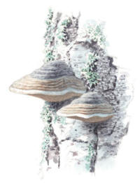 Nr.645 Fn�skticka (Fomes fomentarius)
