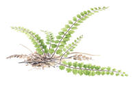 Nr.646 Svartbr�ken (Asplenium trichomanes)