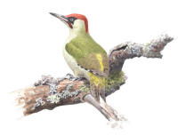 Nr.647 Gr�ng�ling (Picus viridis)