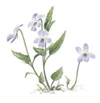 Nr.64 Strandviol (Viola persicifolia)