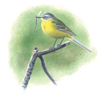 Nr.65 Gul�rla (Motacilla flava)