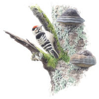 Nr.663 Mindre hackspett (Dendrocopos minor)