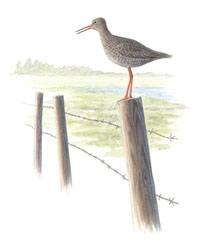 Nr.66 R�dbena (Tringa totanus)