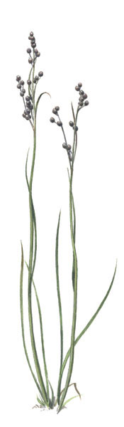 Nr.67 Saltt�g (Juncus gerardii)