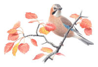 Nr.676 N�tskrika (Garrulus glandarius)