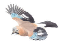Nr.677 N�tskrika (Garrulus glandarius)