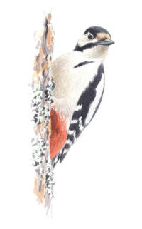 Nr.680 St�rre hackspett (Dendrocopus major)