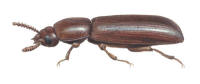 Nr.683 Enf�rgad barksvartbagge (Corticeus unicolor)