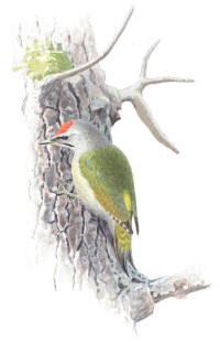Nr.684 Gr�spett (Picus canus)