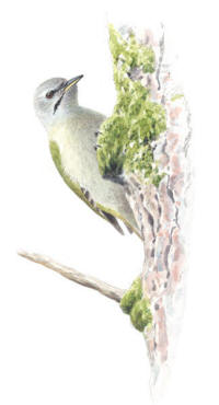 Nr.685 Gr�spett (Picus canus)