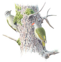 Nr.686 Gr�spett (Picus canus)