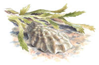 Nr.687 Ostron (Ostreidae)