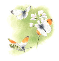 Nr.689 Aurorafj�ril (Anthocharis cardamines)
