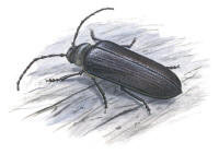 Nr.68 Raggbock (Tragosoma depsarium)