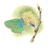 Nr.690 Gr�nsnabbvinge (Callophrys rubi)