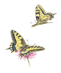 Nr.691 Makaonfj�ril (Papilio machaon)