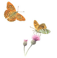 Nr.692 Silverstreckad p�rlemorfj�ril (Argynnis paphia)