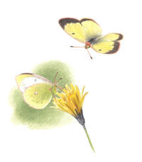 Nr.694 Svavelgul h�fj�ril (Colias palaeno)