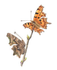 Nr.696 Vinb�rsfuks (Polygonia c-album)