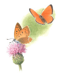 Nr.697 Vitfl�ckig guldvinge (Lycaena virgaureae)