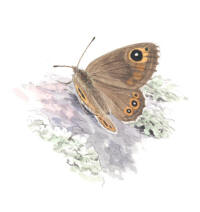 Nr.698 Vitgr�sfj�ril (Lasiommata maera)