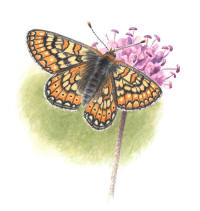 Nr.699 V�ddn�tfj�ril (Euphydryas aurinia)
