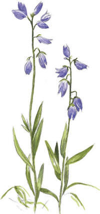 Nr.6 Jungfrulin (Polygala vulgaris)