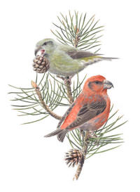 Nr.706 St�rre korsn�bb (Loxia pytyopsittacus)