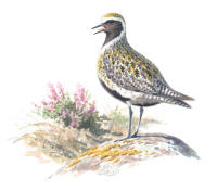 Nr.707 Ljungpipare (Pluvialis apricaria)
