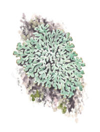 Nr.713 H�llav (Menegazzia terebrata)