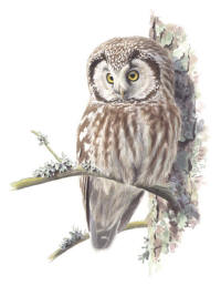 Nr.717 P�rluggla (Aegolius funereus)