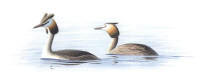 Nr.71 Sk�ggdopping (Podiceps cristatus)