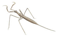 Nr.721 Stavlik vattenskorpion (ranatra linearis)