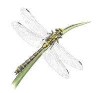 Nr.722 Sandflodtrollsl�nda (Gomphus vulgatissimus)