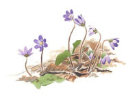 Nr.726 Bl�sippa (Hepatica nobilis)