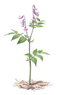 Nr.72 V�r�rt (Lathyrus vernus)