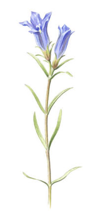 Nr.734 Klockgentiana (Gentiana pneumonanthe)