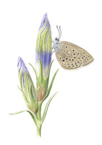 Nr.735 Klockgentiana (Gentiana pneumonanthe), Alkonbl�vinge (Maculinea alcon)
